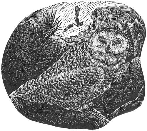 Snowy-Owl.jpg